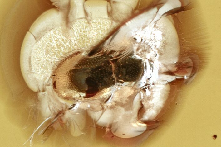 Fossil Ant-Like Stone Beetle (Scydmaeninae) in Baltic Amber #321736